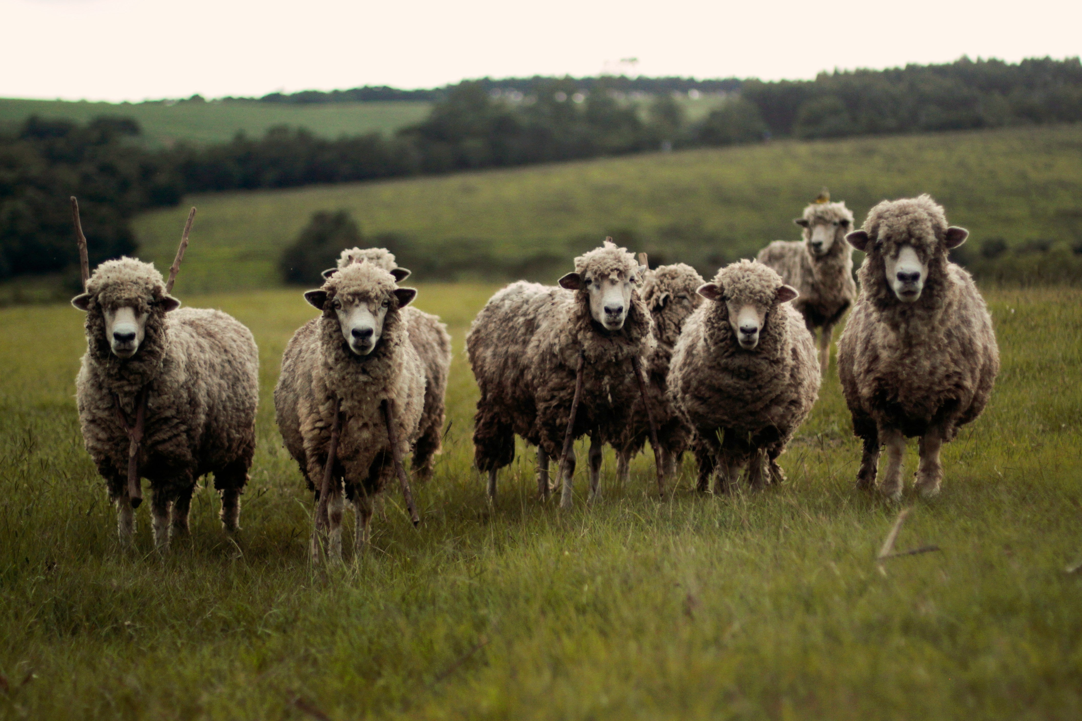 Where Does Merino Wool Come From? The Origins of Merino Wool