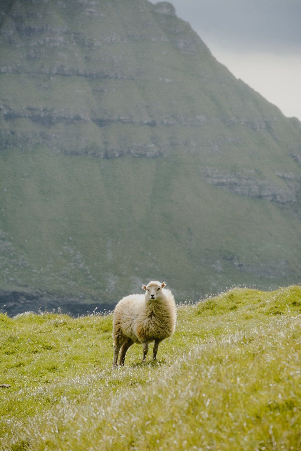 Why Merino Wool? – manumitapparel